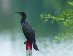 Phalacrocorax fuscicollis
