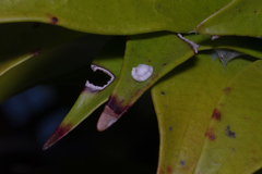 Ceroplastes