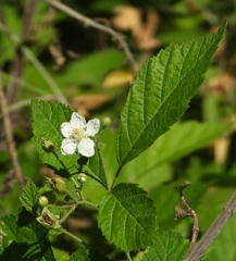Rubus caesius