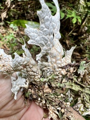 Lobaria