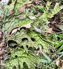 Lobaria