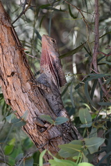 Chlamydosaurus kingii