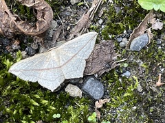 Timandra convectaria