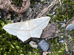 Timandra convectaria