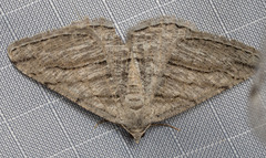 Digrammia pallorata