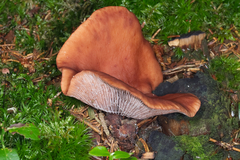 Lactarius camphoratus