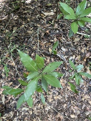 Persea borbonia