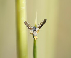 Spathulina acroleuca