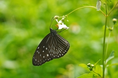 Euploea mulciber barsine