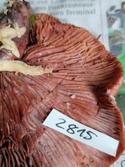 Lactarius camphoratus