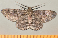 Cleora sabulata