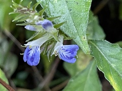 Rungia taiwanensis