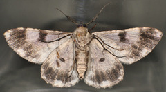 Cleora sabulata