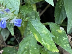 Rungia taiwanensis