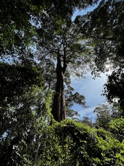 Eucalyptus microcorys
