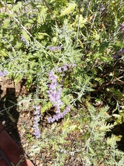 Salvia yangii