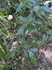 Persea borbonia