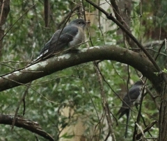 Cacomantis flabelliformis