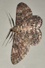 Cleora sabulata