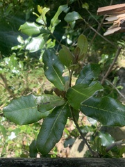 Planchonella costata