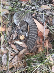 Acanthophis antarcticus
