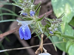 Rungia taiwanensis
