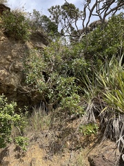 Pseudopanax lessonii