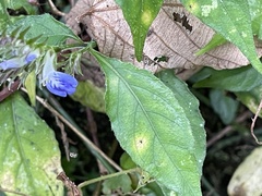 Rungia taiwanensis