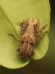 Cerambycoidea