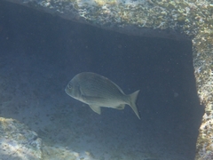 Acanthopagrus australis