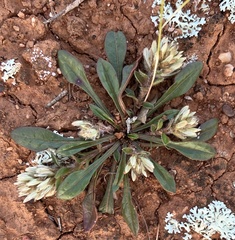 Ptilotus spathulatus