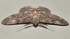 Cleora sabulata