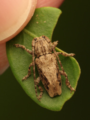 Cerambycoidea
