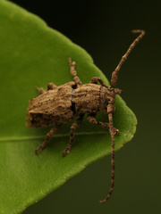 Cerambycoidea