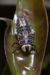 Harmonia testudinaria