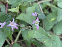 Persicaria senticosa