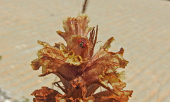 Orobanche alba