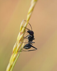 Camponotus suffusus