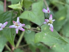 Persicaria senticosa