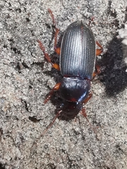 Harpalus rufipes