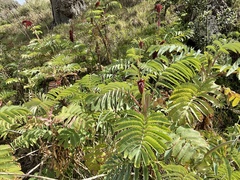 Melianthus major