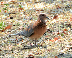 Streptopelia senegalensis senegalensis