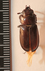 Prismognathus dauricus