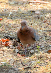 Streptopelia senegalensis senegalensis