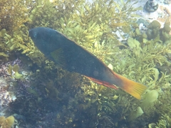 Notolabrus gymnogenis