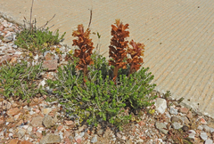 Orobanche alba