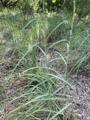 Panicum repens