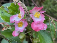 Begonia semperflorens-cultorum
