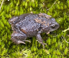 Pseudophryne bibronii