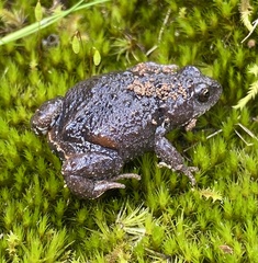 Pseudophryne bibronii